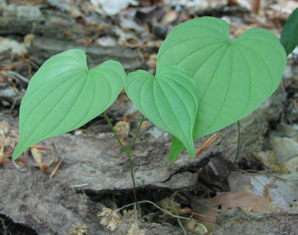 A breakdown of the cream's primary ingredients, with wild yam root, and chamomile flowers shown